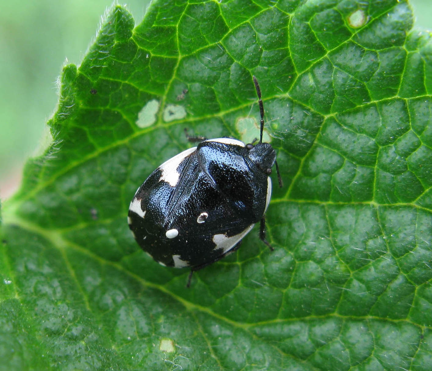 Cydnidae: Tritomegas sexmaculatus del Lazio